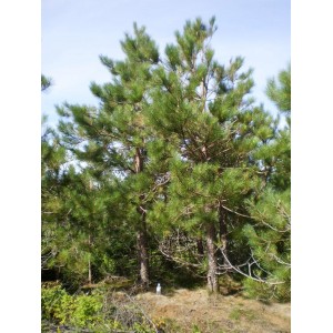 Pinus resinosa